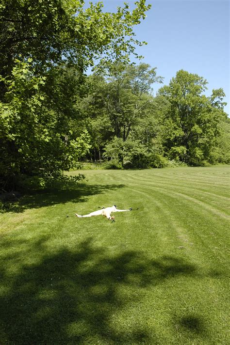 staked out sun.